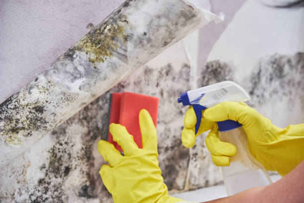 Professional Mold Removal Services in Weston, NJ